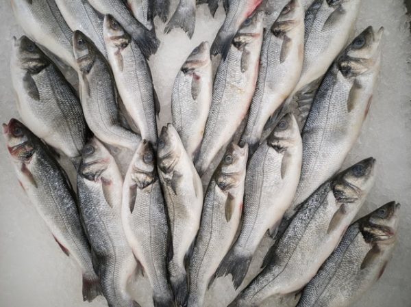 Lup de Mare